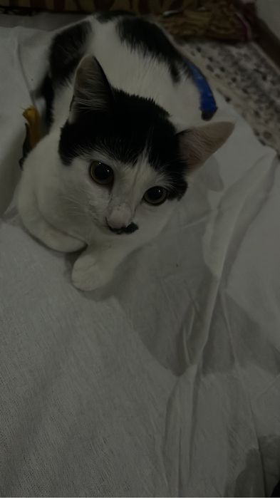 Кошка в добрые руки