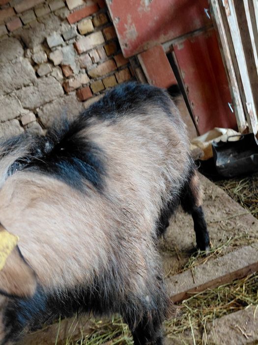 Теке             .