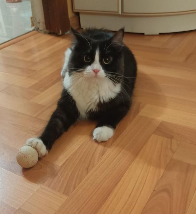 Отдам в хорошие руки кошку 2 годика