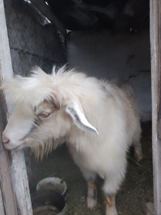 Продам козла и козу