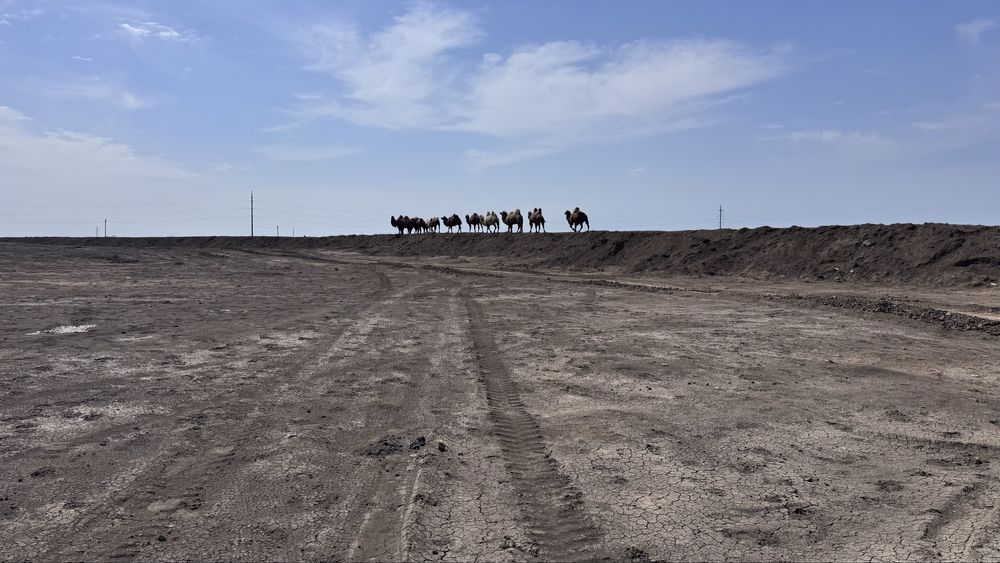 Түие сатылады 8 бас