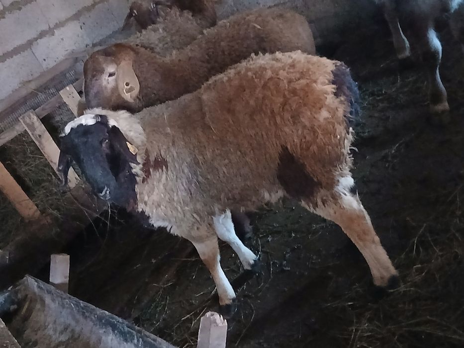 Продам токтушек 4 штуки