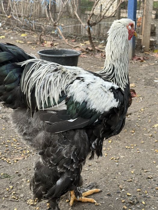 Cococi Brahma de TOP