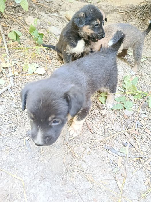 Kuchuklar teking beriladi 2 ta erkak 2 ta urg'ochi