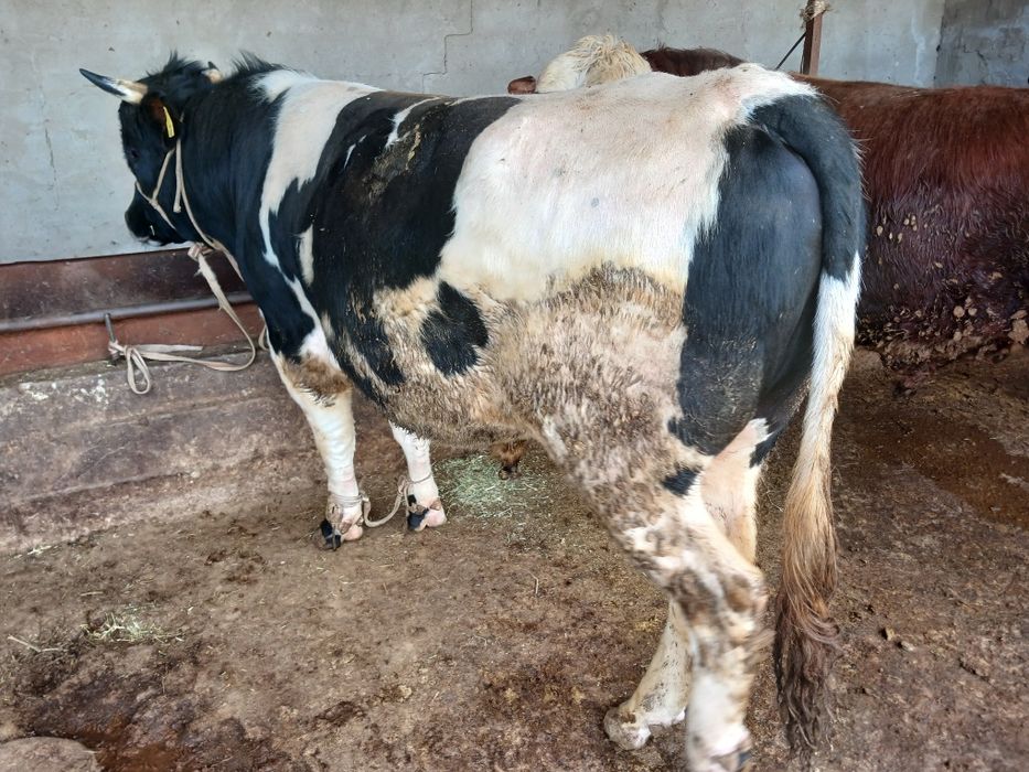 СемізОткормБұқалар