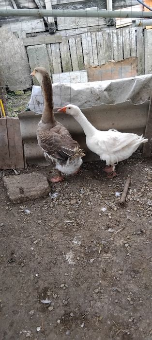 Vând găini românești , 2 labress , 2 gâște și 4 rațe