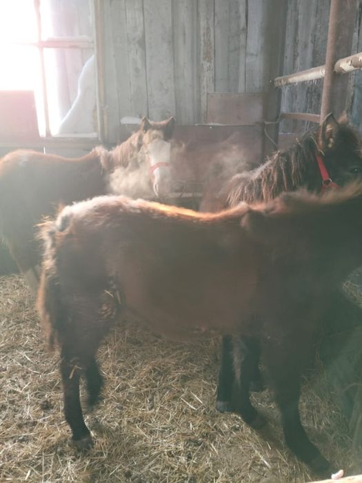 Екі жабағы двое жеребят