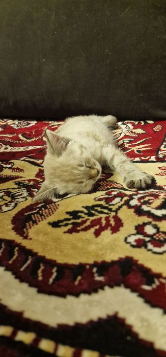 Отдаём котёнка 1-2 месяца