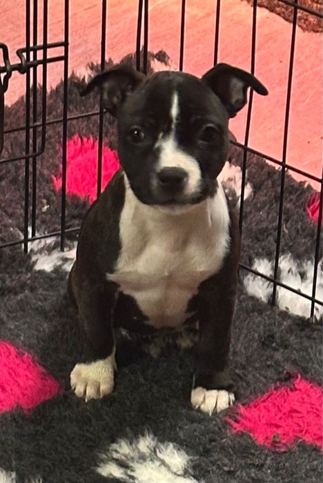 Femela Staffordshire Bull Terrier