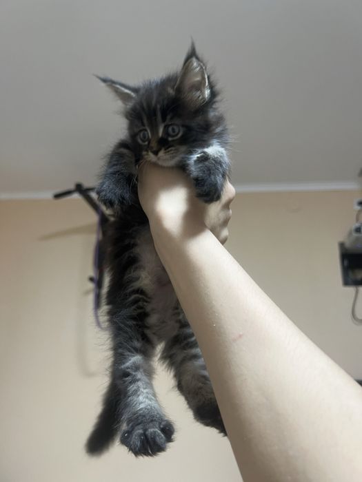 Котята мейн кун