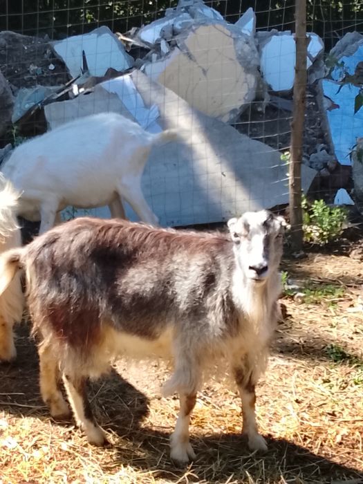Cositoare cu lama și capre