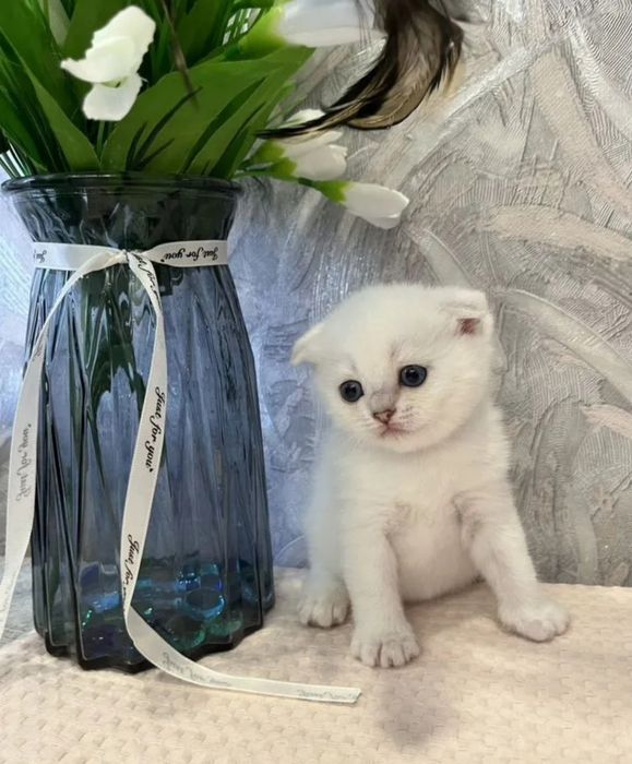 Шотландские вислоухие котята