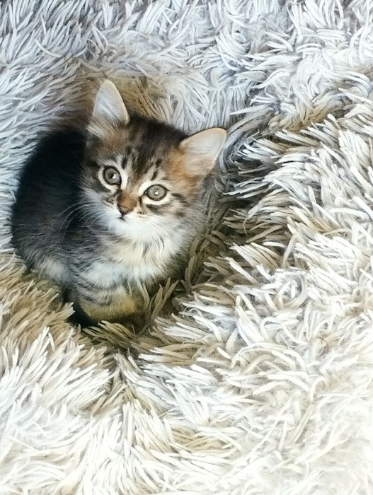 Котята маленькие.