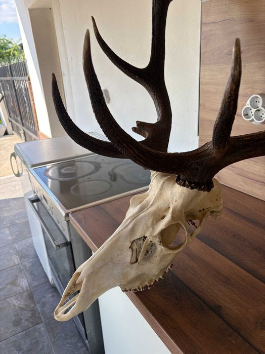Рога на благороден елен - трофей