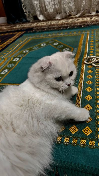 Скотиш фолд сотилади