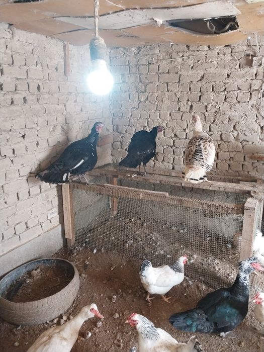 Идук прадам  цена 15000