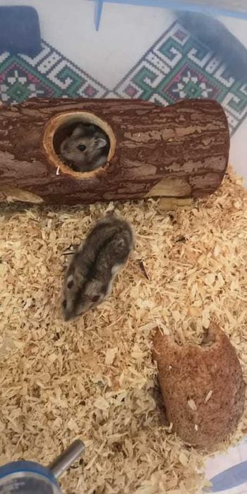 Donez Hamsteri Siberieni