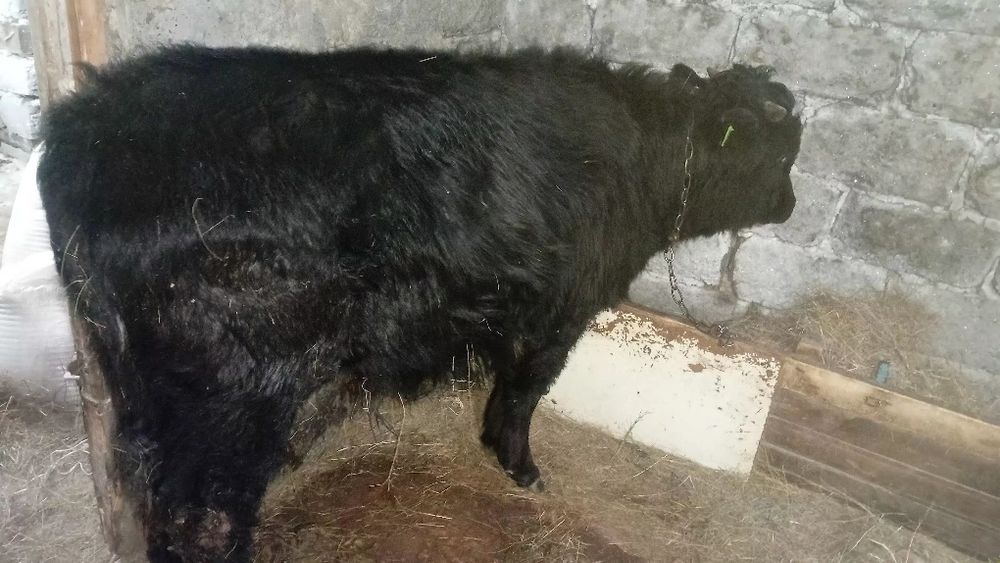 Молодняк на доращивание