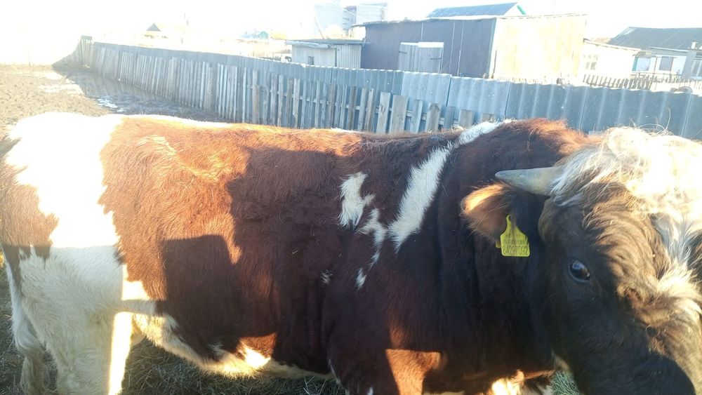 Продам быков. Без торга.