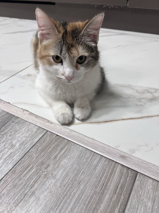 Кошечка ласковая
