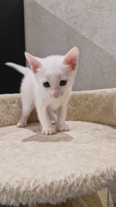 Adoptie responsabila
