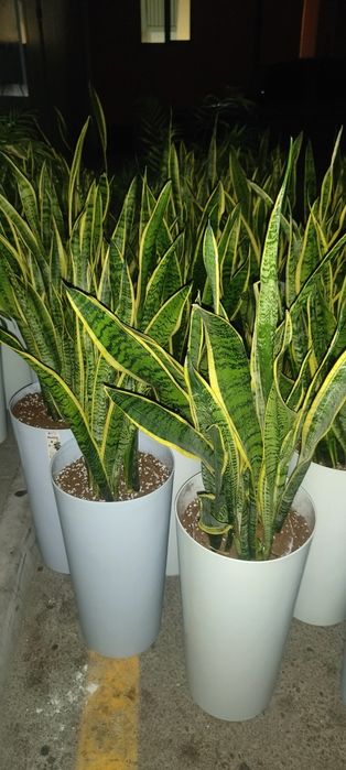 Gul decorativni ofes va xona bezaklari