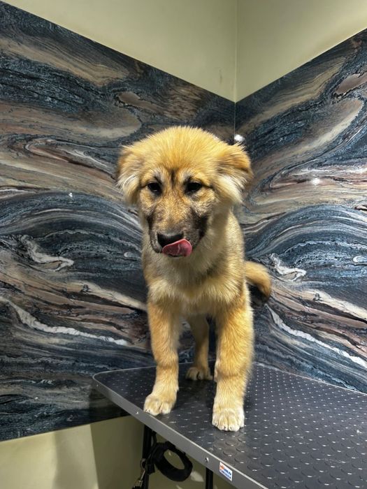 Отдам щенка 4 месяца