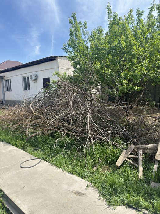 Плодовые дрова отдам БЕСПЛАТНО