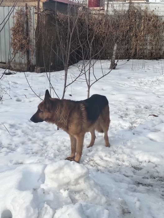 Продам овчарку кабель