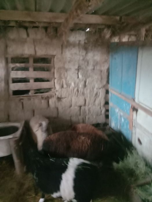 Тұсақ буаз Тоқтылар