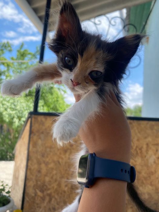 Отдам котенка в добрые руки