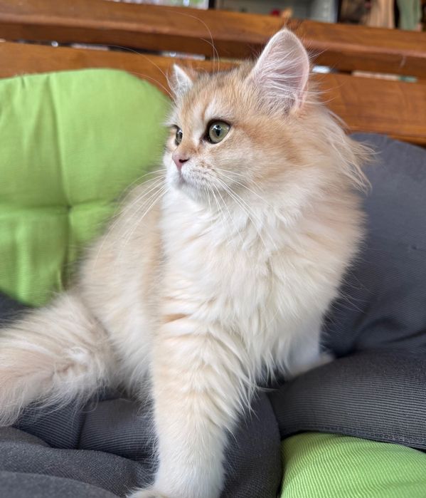 Британски котенца