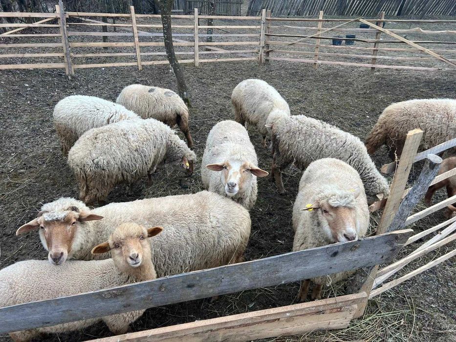 Vand 9 oi sanatoase, crescute in zona de munte