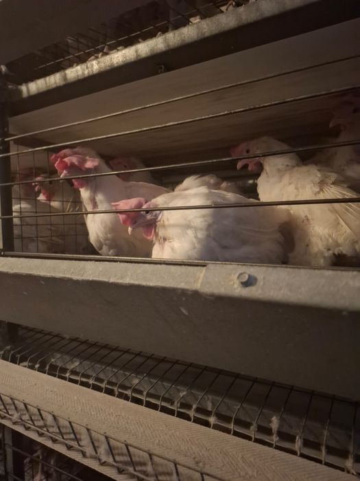 Куры несушки  Пивзавод