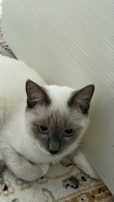 Кошка сиамская.
