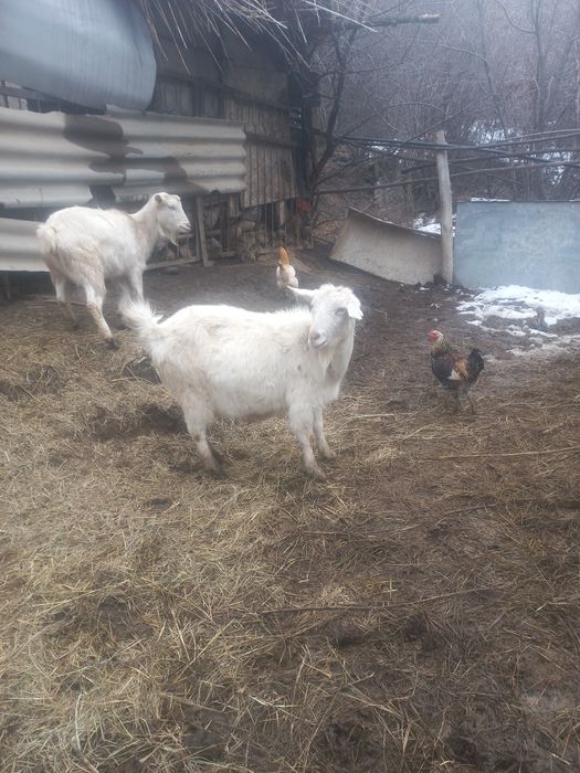 Козы зааненские.