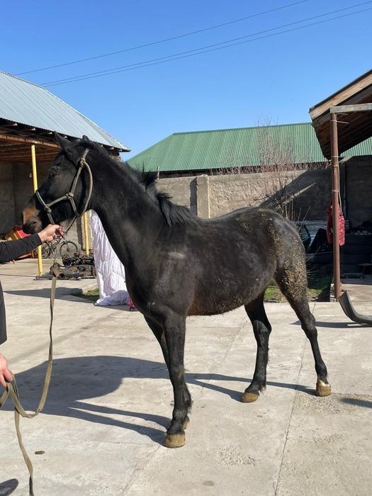 Кобыла Бие Кара Кыз