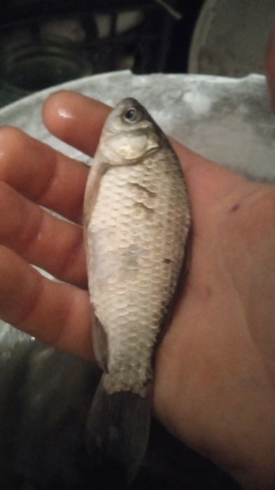 Продам Живец-Мальки-Малёк