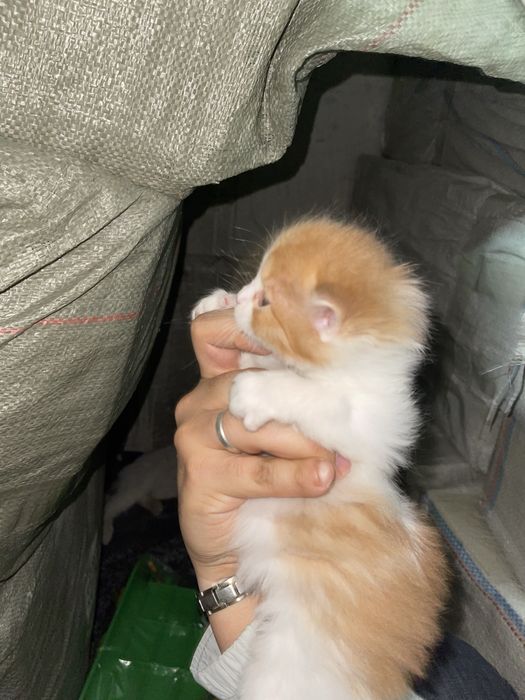 Отдам котят в добрый руки