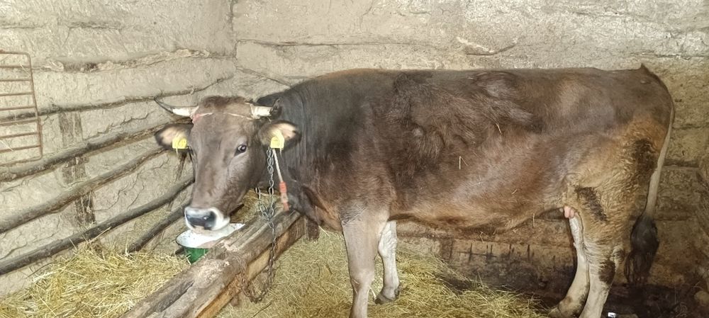 Vaci de vânzare una cu vițel cealaltă gestantă