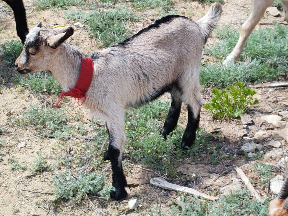 Альпи ұрғашы лақ