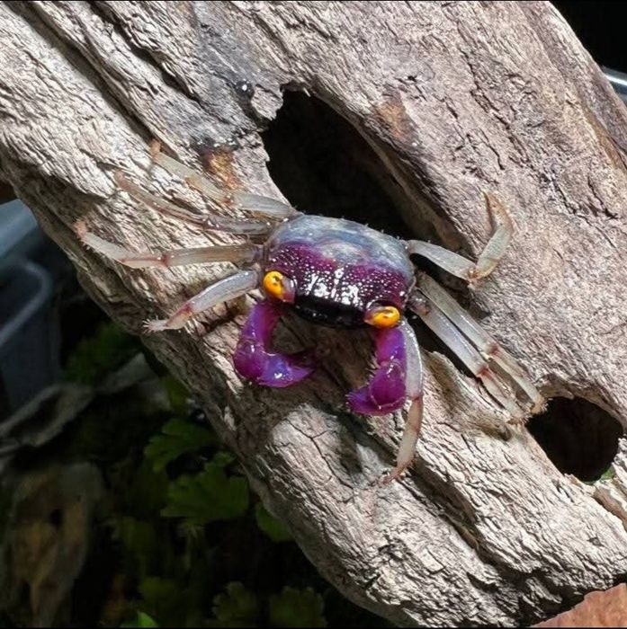 Vampire crab purple,red si orchid