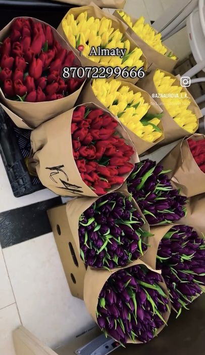 Голландские тюльпаны