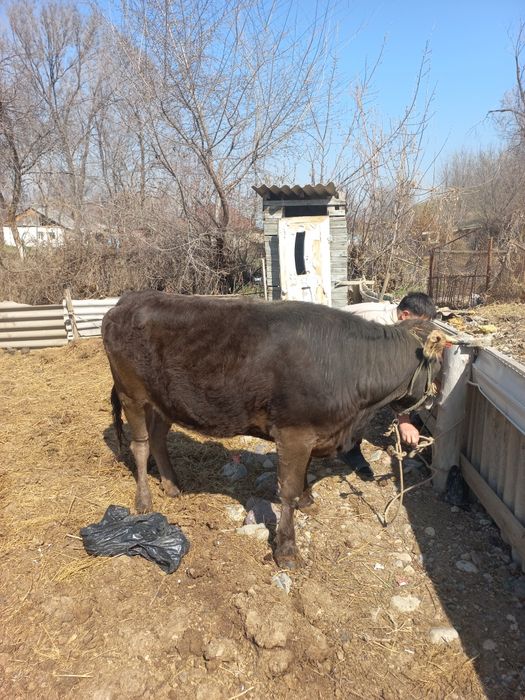 Сиыр сатылады (Алатау-Швед)