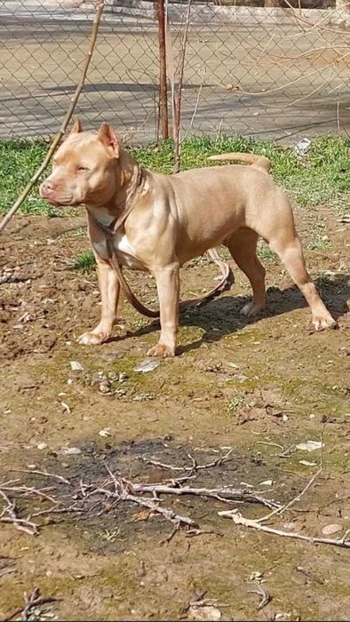 Щенки пит-бультеръера на продажу