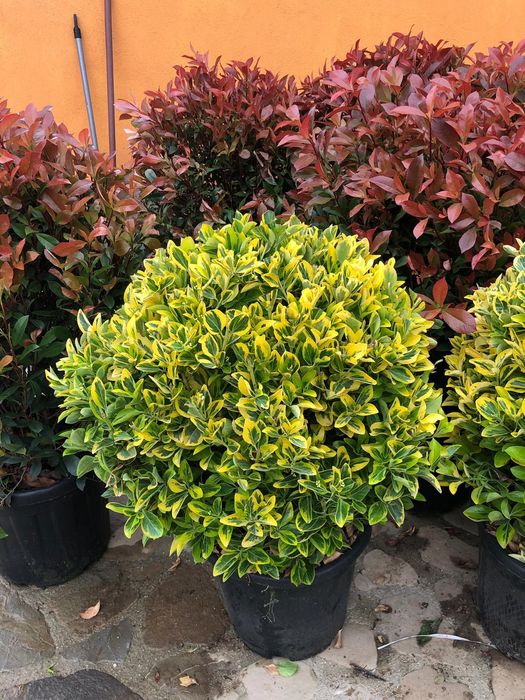 Pin mugo, ilex pom, artar, yucca, ienupar tarator, spirala, euonymus.