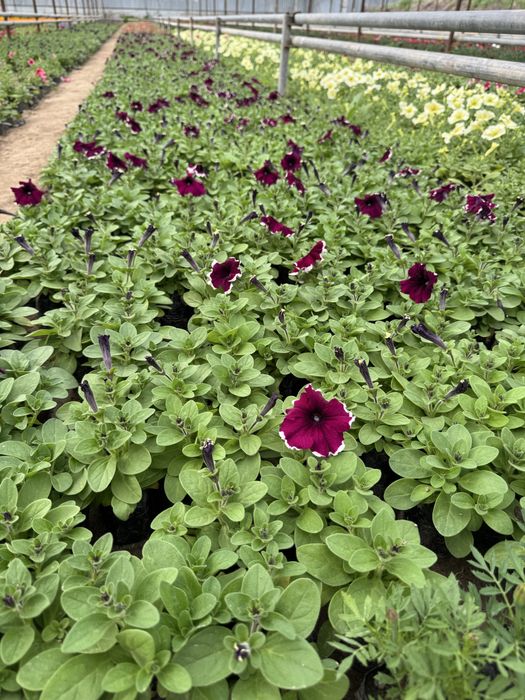 Цветы.                    .