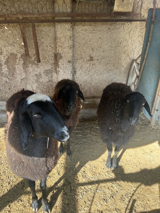 Qoylar sotiladi qozoqi