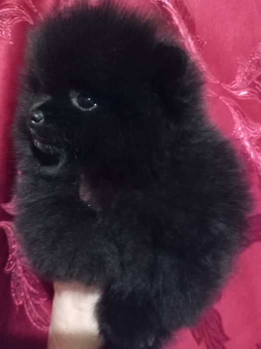 Продам щенков шпица