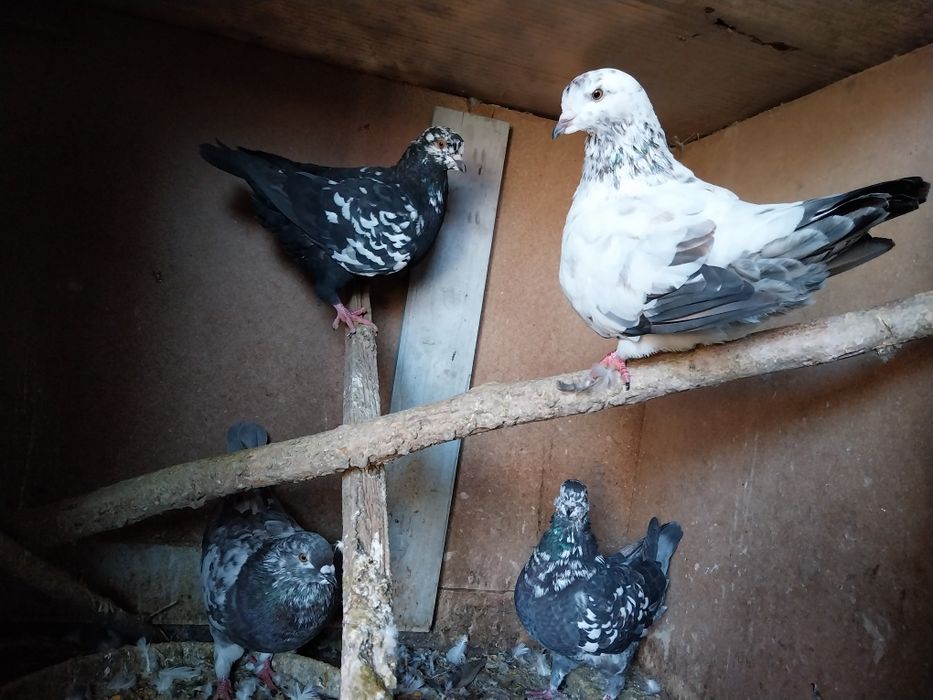 King Porumbei - 100 lei